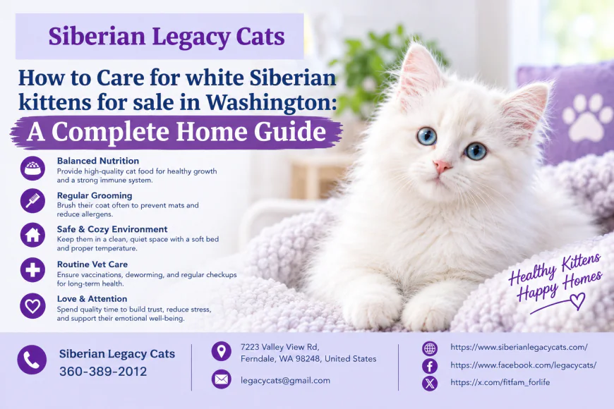 How to Care for white Siberian kittens for sale in Washington: A Complete Home Guide