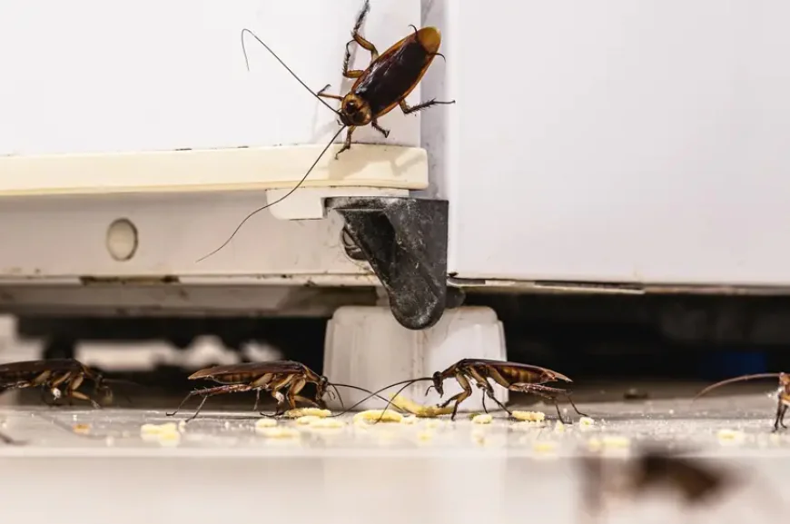 How Tom's Pest Control Adelaide Can Help With Cockroach Control in Adelaide