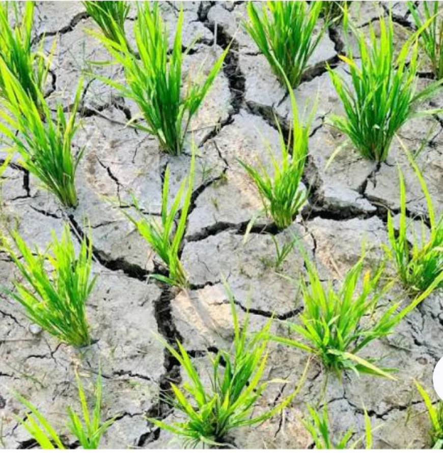 How Weather Affects Agriculture and Global Food Production
