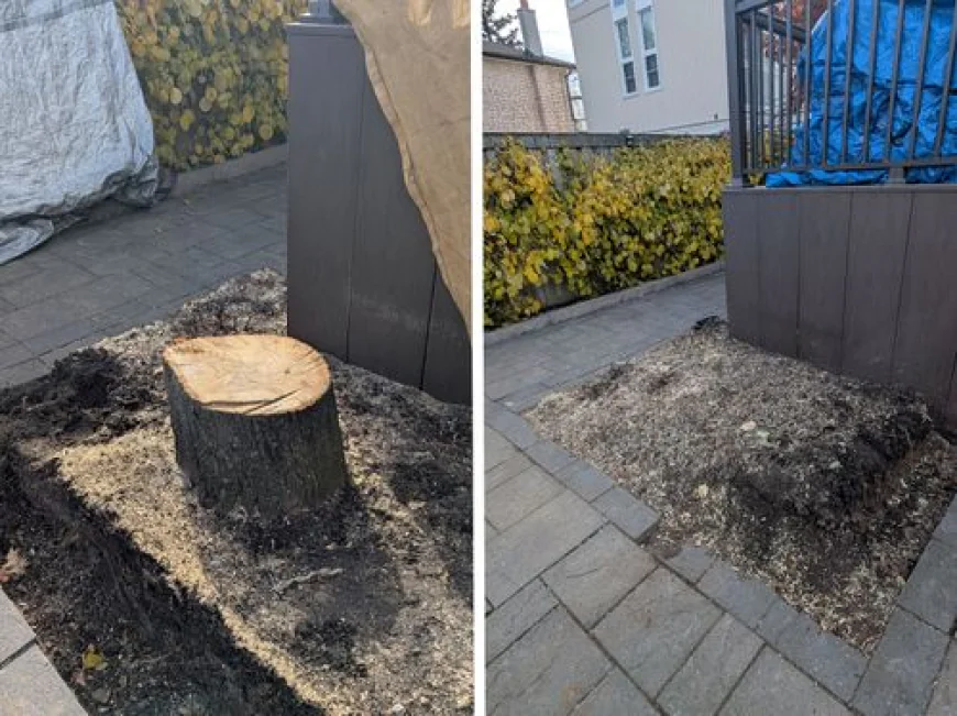 How Much Does It Cost to Remove a Tree Stump?