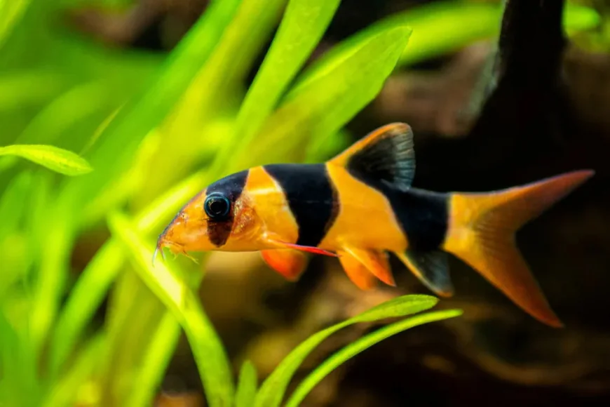 Freshwater Aquarium Shrimp: Species, Compatibility, and Essential Tank Conditions