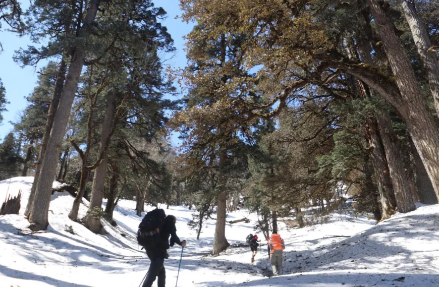 Is Pangarchulla Peak Trek Difficult? Route, Fitness & Summit Day Explained