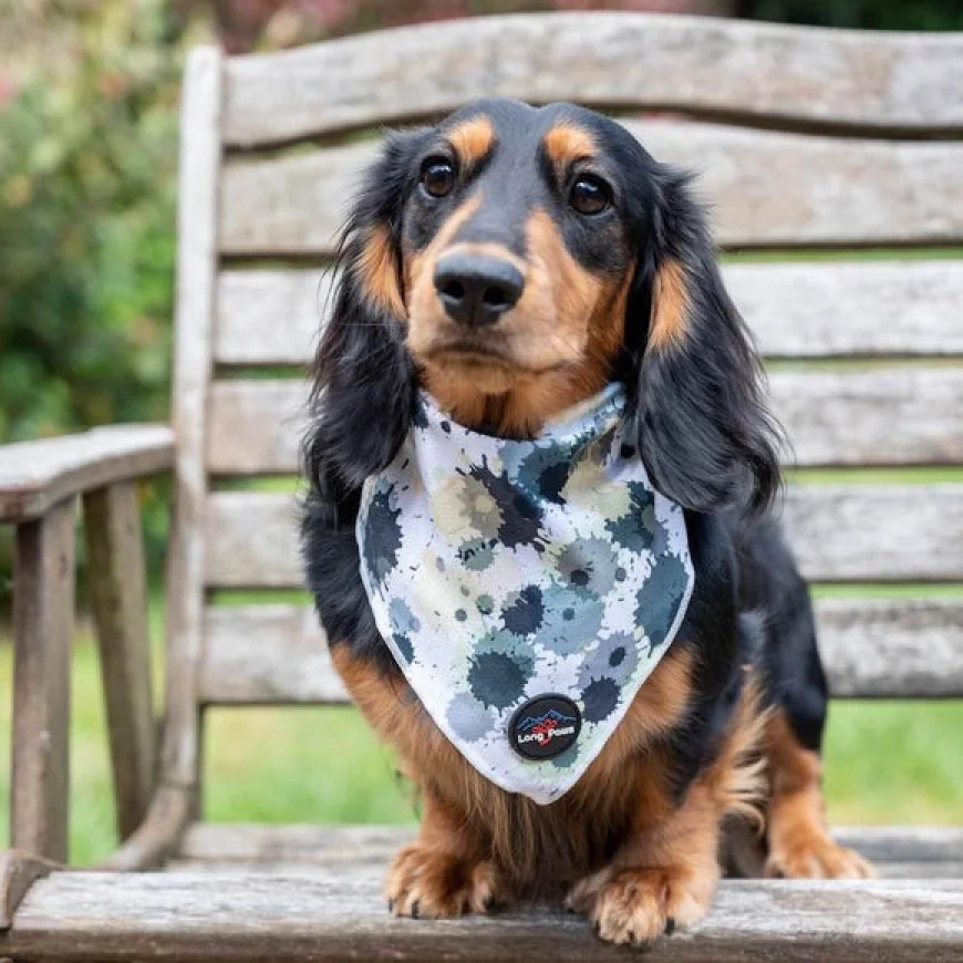 Smart Choices for Everyday Walks and Mealtimes: Stainless Steel Dog Bowl, Metal Dog Bowl & Padded Dog Lead