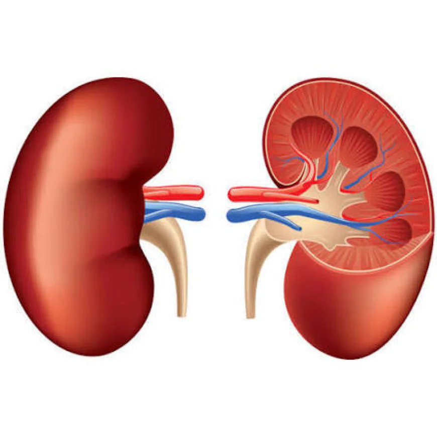 Urine Culture and Sensitivity Test: Diagnosis and Treatment of Urinary Tract Infections