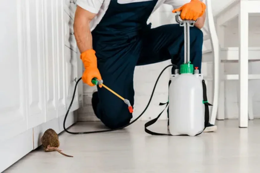 Rodent Control for a Cleaner and Safer Property