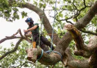 Common Reasons Homeowners Need a Tree Removal Service