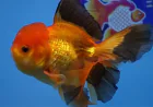 Best Fancy Goldfish in Austin: Find a Healthy Addition to Your Aquarium