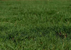 Sod Installation in Fort Worth: Create a Fresh, Beautiful Lawn That Lasts