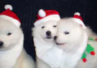 Welcome Samoyed Puppies into Your Home & Make Friendly Companionship