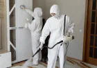 Mold Removal Service in Sterling, VA: A Guide to Protecting Your Property
