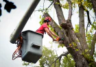 When a Tree Starts Leaning, Is a Tree Removal Service Necessary?