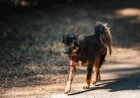 Dog Paralysis Treatment: A Decision Guide for the First 48 Hours