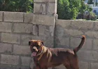 Boerboel Rottweiler Mix FAQs - Farmpally