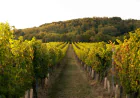 Gibbston: The Queenstown Wine Tour That Really Is Yours