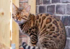 What you should know about Bengal Cats - Farmpally