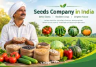 Seeds Company in India: Supporting Better Farming with Quality Seeds