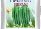 F1 Okra Hybrid Seeds: A Smart Choice for Modern Farming