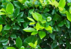 Wax Leaf Privet: Growth, Care, and Privacy Uses