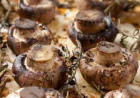 5 Things to Consider When Choosing a Foodservice Mushroom Distributor