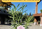 Milkweed Plant for Monarchs: Fall Planting in the East Bay