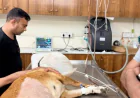 What Every Pet Parent Should Look for in a Pet Clinic Noida