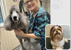 Where Can You Find Quality Pet Grooming at a Fair Price in Columbus?