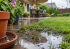 Why Mosquitoes Become More Active After Heavy Rain