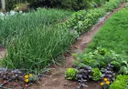 Investing in Great Harvests: Why Quality Pepper Seeds Matter