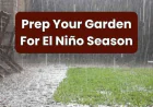Potting Soil for a Wet El Niño Winter | Evergreen Nursery