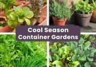 Drought-Tolerant Plants for Fall Pots | Evergreen Nursery