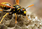 How Can You Tell If a Wasp Nest Is Still Active?