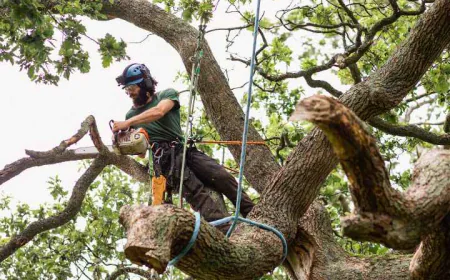 Common Reasons Homeowners Need a Tree Removal Service