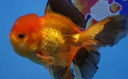 Best Fancy Goldfish in Austin: Find a Healthy Addition to Your Aquarium
