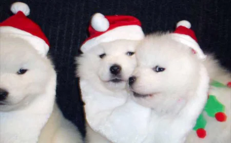 Welcome Samoyed Puppies into Your Home & Make Friendly Companionship