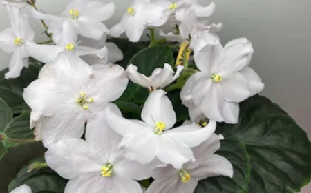 Growing African Violets From Seed: How Often Should They Be Watered?