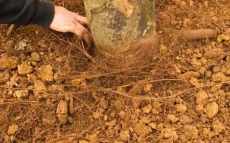 Soil Problems Under the Canopy: Why NC’s Clay Soil Can Be Hard on Trees