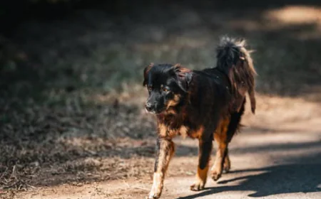 Dog Paralysis Treatment: A Decision Guide for the First 48 Hours