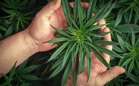How Can Fast Weed Delivery Offer Both Product Variety and Quality?