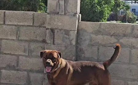 Boerboel Rottweiler Mix FAQs - Farmpally
