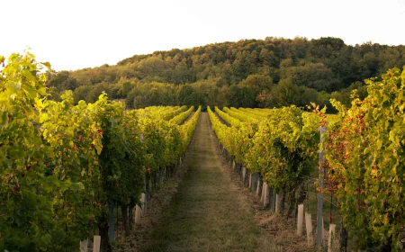 Gibbston: The Queenstown Wine Tour That Really Is Yours