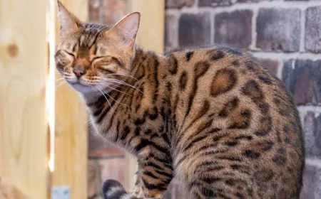 What you should know about Bengal Cats - Farmpally