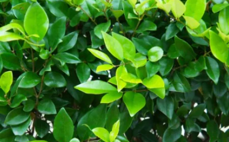 Wax Leaf Privet: Growth, Care, and Privacy Uses