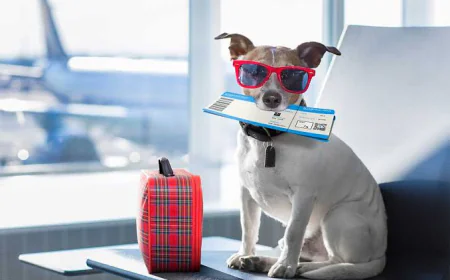 Pet Movers: Making Your Pet's Relocation Safe and Stress-Free