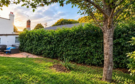 Common Reasons Property Owners Consider Tree Lopping in Miranda