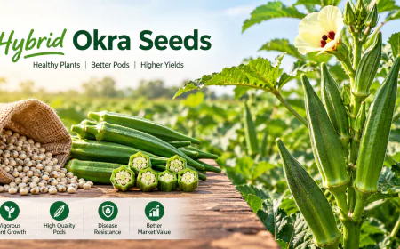Hybrid Okra Seeds: A Smart Choice for Productive Farming