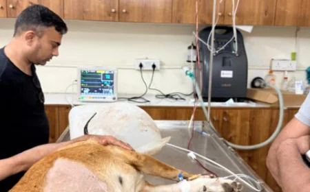 What Every Pet Parent Should Look for in a Pet Clinic Noida