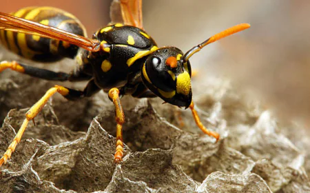 How Can You Tell If a Wasp Nest Is Still Active?