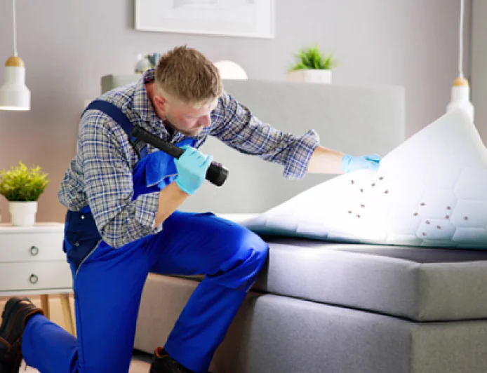 How to Treat Bed Bugs and Prevent Household Pest Problems
