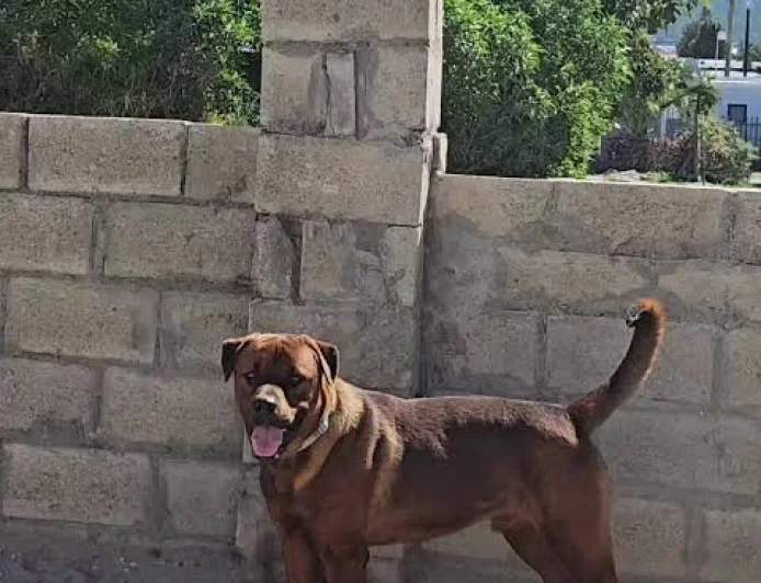 Boerboel Rottweiler Mix FAQs - Farmpally
