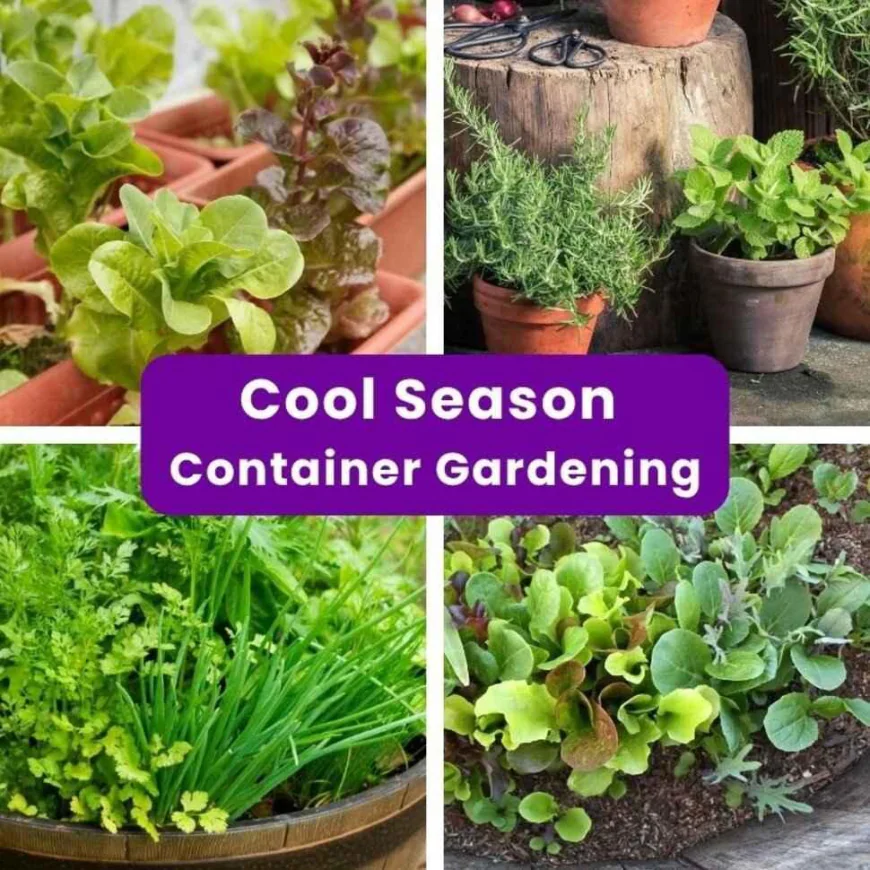 Fall Container Gardening: Veggies, Herbs & Native Plants